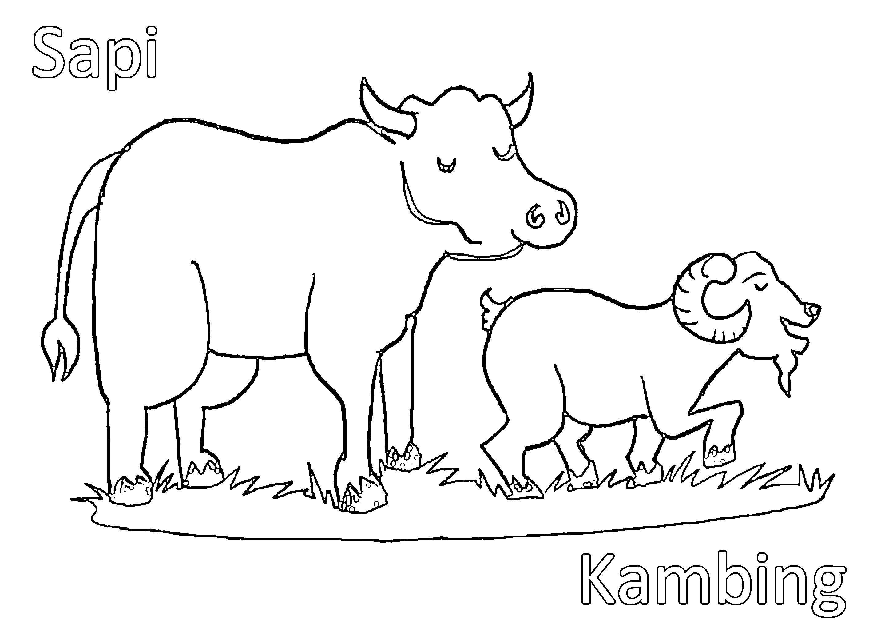 gambar sapi dan kambing